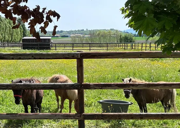 Le petit paddock