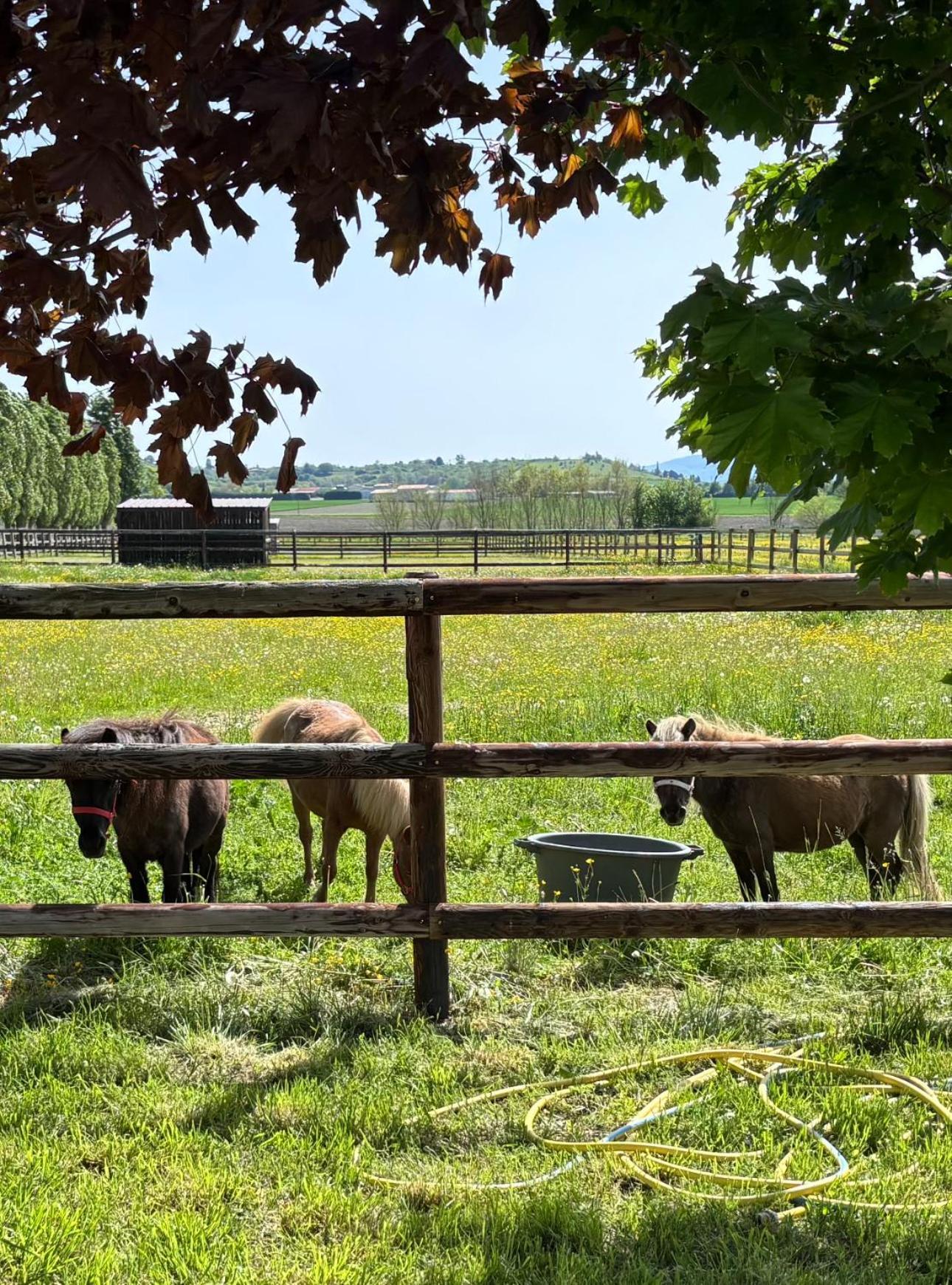 Le Petit Paddock * Villeneuve-les-Cerfs